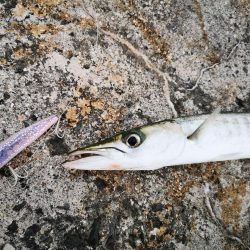 久しぶりのお出掛けでバラクーダ