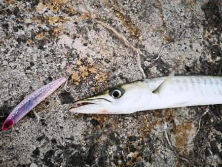 久しぶりのお出掛けでバラクーダ