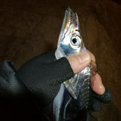 南港釣行 （11/23 南港タチウオ釣り 3本 釣果有り）