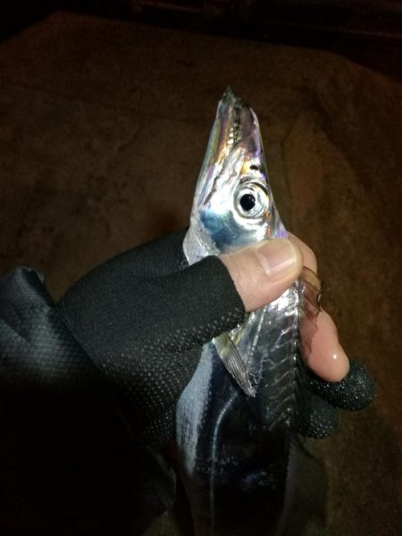 南港釣行 （11/23 南港タチウオ釣り 3本 釣果有り）