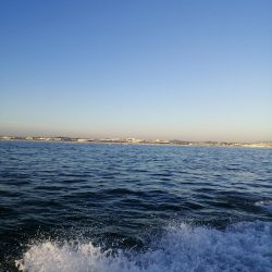 青物、コウイカ