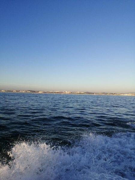 青物、コウイカ