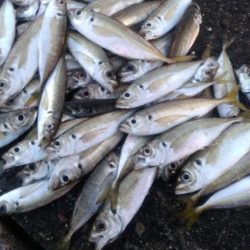 アジングで入れ食い　