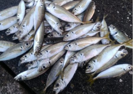 アジングで入れ食い　