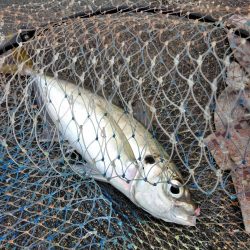 フカセが一番・・面白いです・・