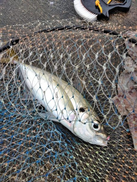 フカセが一番・・面白いです・・