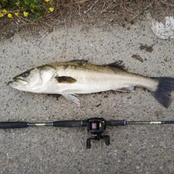 居着きシーバス