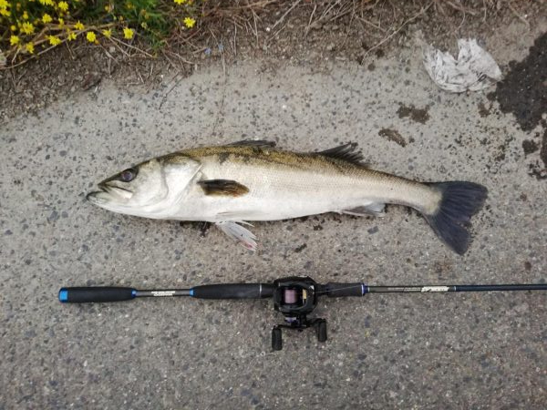 居着きシーバス