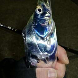 南港釣行 (11/27 南港タチウオ釣り 3本 釣果有り)