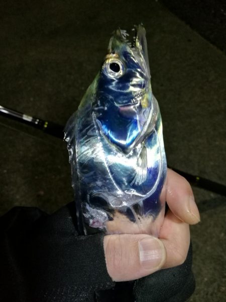 南港釣行 (11/27 南港タチウオ釣り 3本 釣果有り)