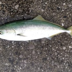 ミノーでヒット