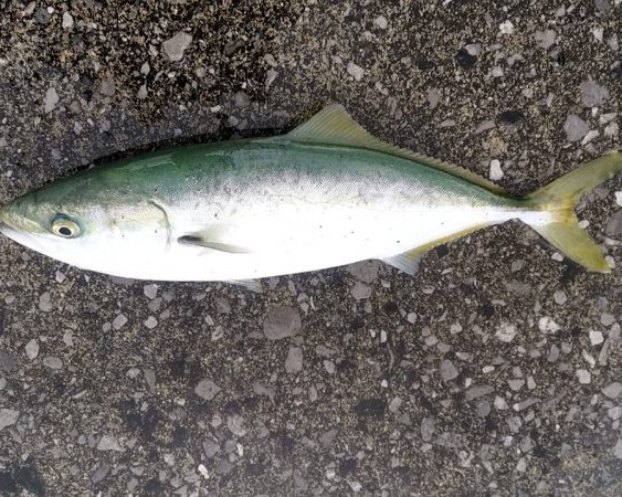 ミノーでヒット