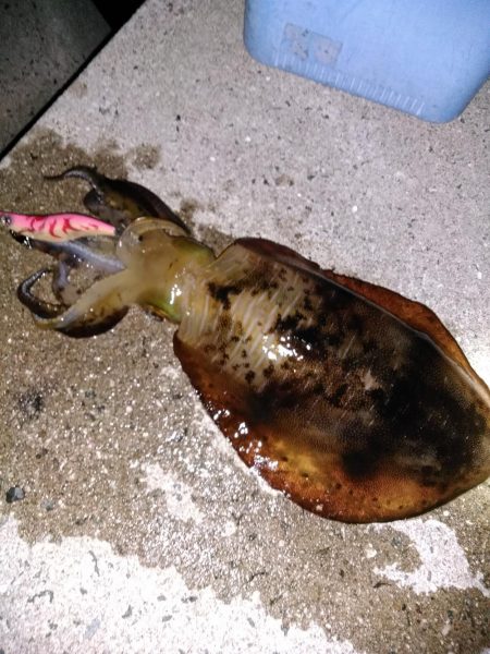 久しぶりのキロオーバー！