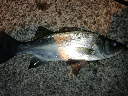 サイズはそれほど