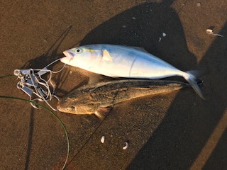 津サーフ　ウェーディング　マゴチ・ツバス