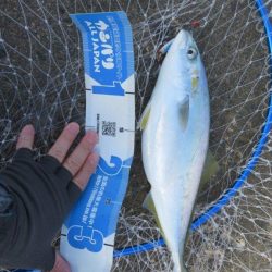 諦めた頃に青物が・・・