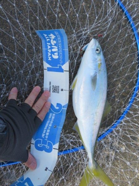 諦めた頃に青物が・・・