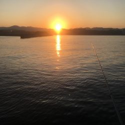 ハモ70㎝1匹、アジ10匹