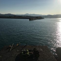 尺アジ、ヘダイ