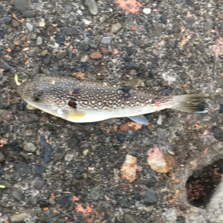 グレ27㎝、オキフエダイ25㎝、サンバソウ2匹