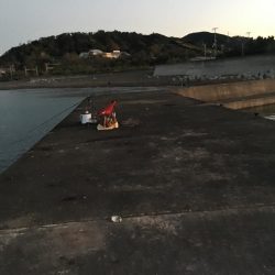 シマアジ31㎝、アイゴ28㎝