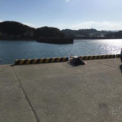 真鯛28㎝、ヘダイ23㎝×6匹ほか