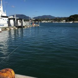 中型アジ2匹、コアジ22匹、ヘダイ、ヒイラギ4匹