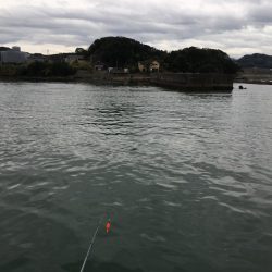 コアジ71匹、ヒイラギ30匹