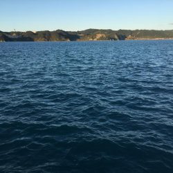 アイゴ3匹(最大40㎝)、ヘダイ2匹(最大26㎝)、グレ13匹(最大25㎝)、サンバソウ2匹、コアジ16匹