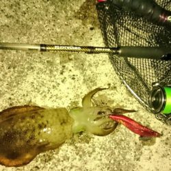 食べ頃サイズ2杯get(・x・*)