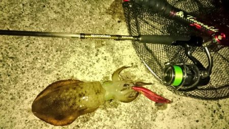 食べ頃サイズ2杯get(・x・*)