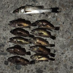 晩秋のエビ撒き釣り メバルがほとんど