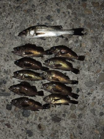 晩秋のエビ撒き釣り　メバルがほとんど