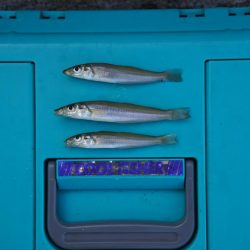 落ちギスを狙ったが、不調