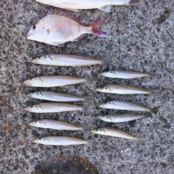 落ちギス釣り　例年に比べて不調