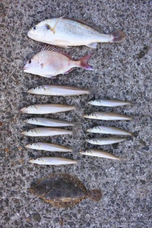 落ちギス釣り　例年に比べて不調