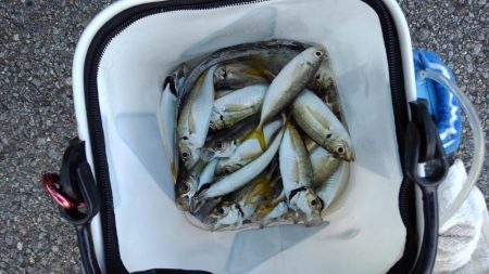 お初がダブルで来たよ