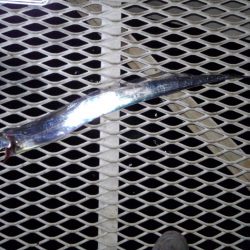 タチウオ釣行です