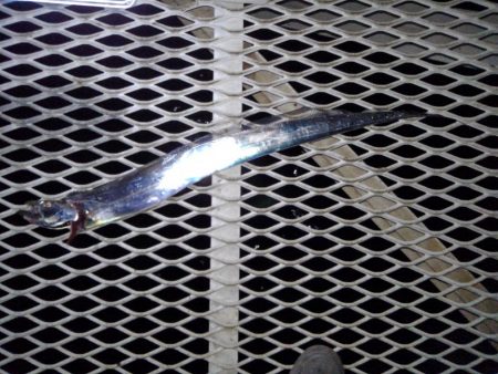 タチウオ釣行です