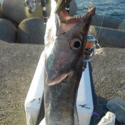 どこに行けば青物がつれるのですか？