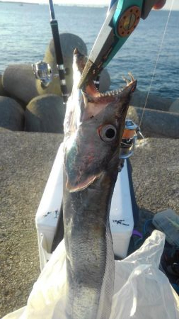 どこに行けば青物がつれるのですか？