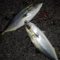 久しぶりのナブラでしたが・・・。