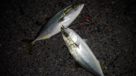 久しぶりのナブラでしたが・・・。