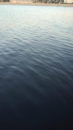 ナブラで大忙し！