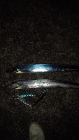 何とかタチウオ2匹