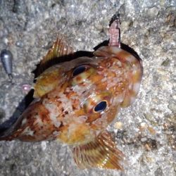 ロックフィッシュ