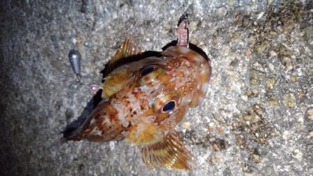 ロックフィッシュ