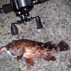 ロックフィッシュ