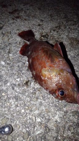 ロックフィッシュ