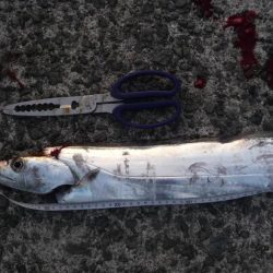 ジグでドラゴン!?